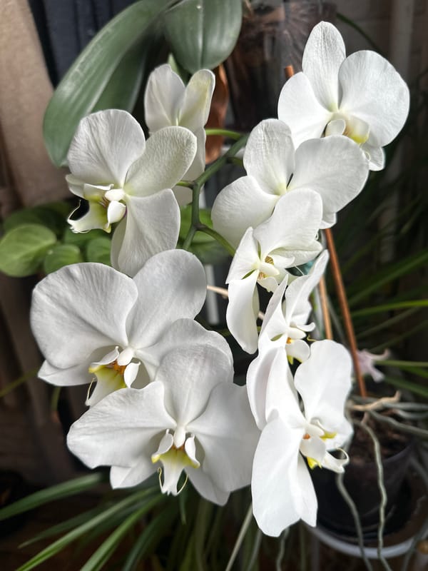 Flowers and dealership observed during afternoon hours