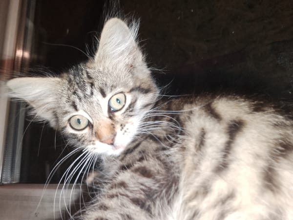 Tabby kitten and blue-eyed dog in cozy close-ups
