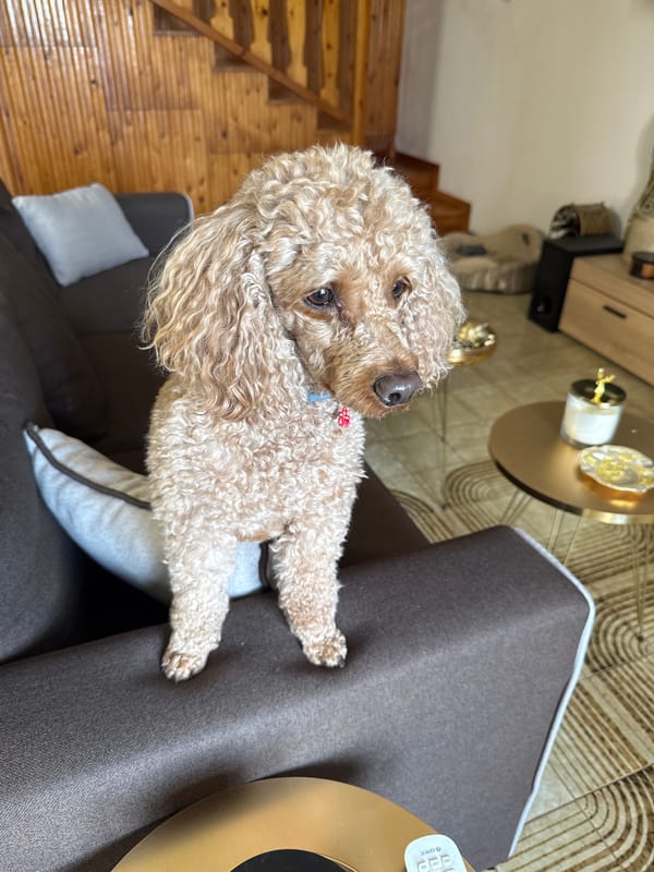 Poodle rests on sofa in Greek village home