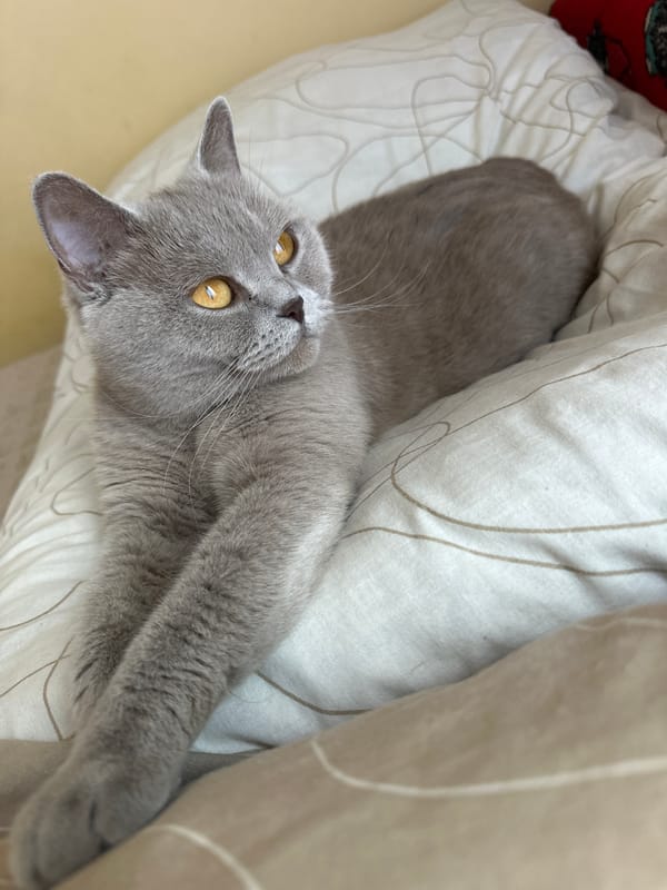 British Shorthair cat lounging on a bed in Ternopil
