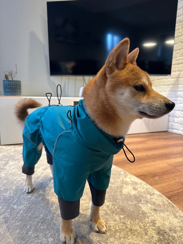 Shiba Inu in coat spotted indoors in Carnikava, Latvia