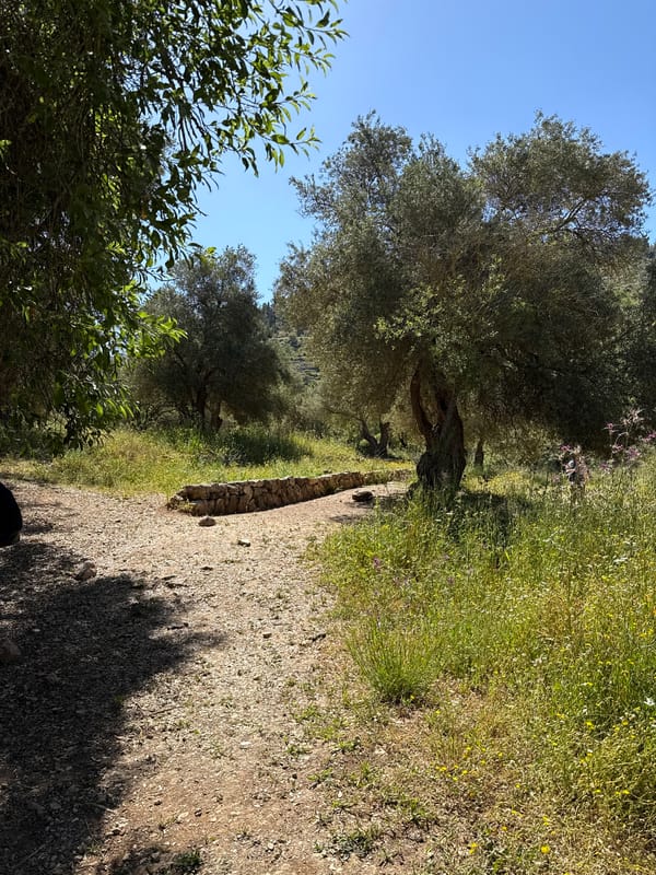 Morning sunlight illuminates olive grove path in Mate Yehuda