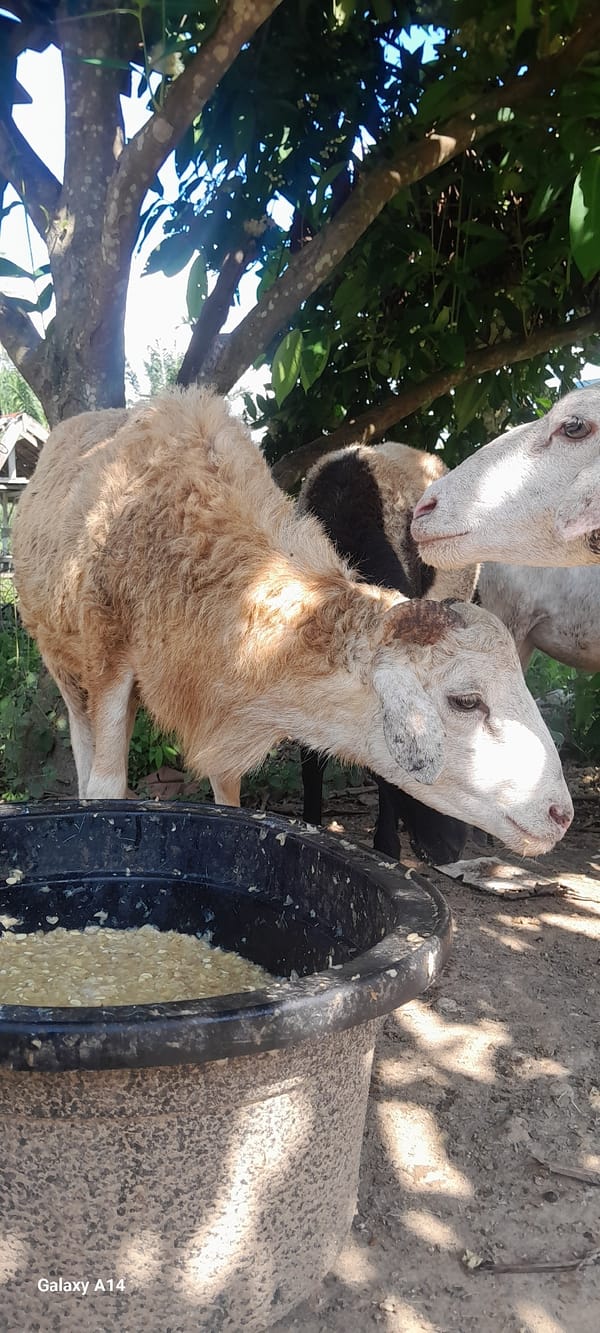 Livestock and farm life at a rural property in Tanjong