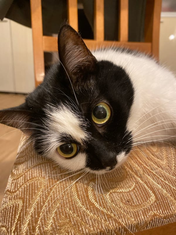 Cat photographed multiple times on furniture in Protvino, Russia