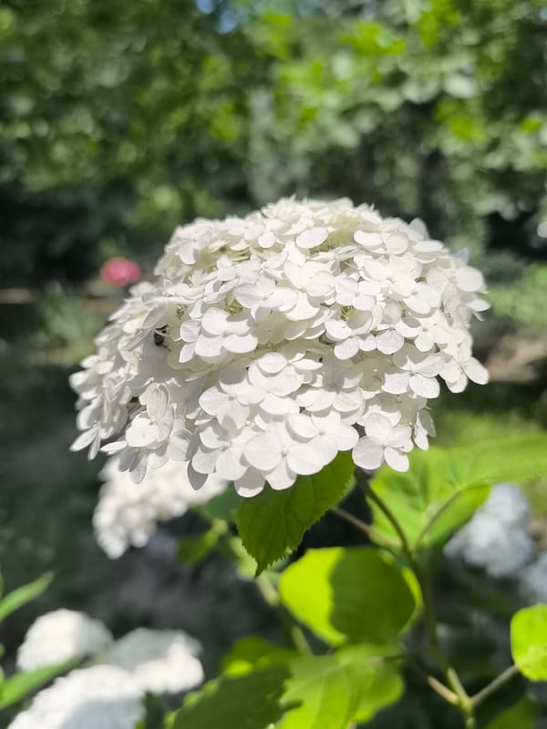 Gardens, market goods, and a playground in Dnipro