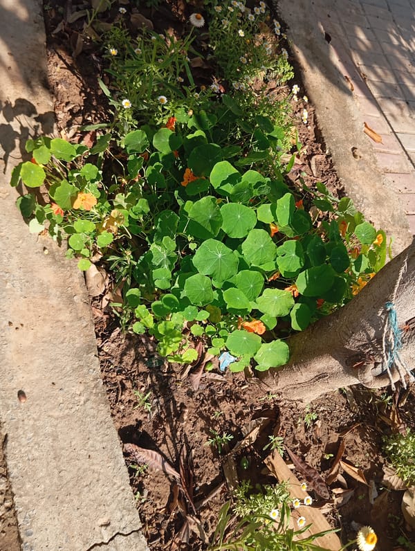 Orange nasturtiums bloom in Chah Sultan garden bed