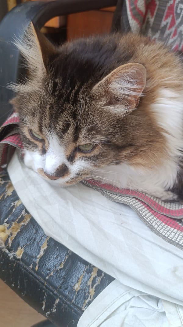 A fluffy tabby cat photographed from multiple angles at home