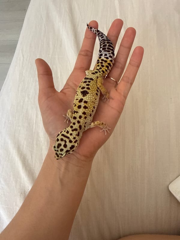 Family morning moments with pets and toys documented in Tobolsk