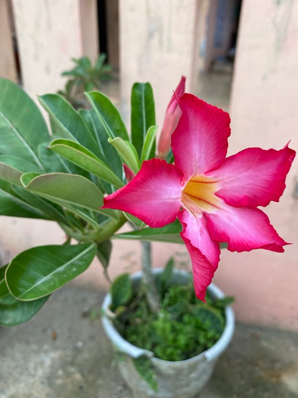 Desert Rose Flowers and Street Views Documented in Lhokseumawe