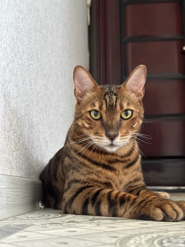 Two green-eyed cats lounging and chewing in Energetik