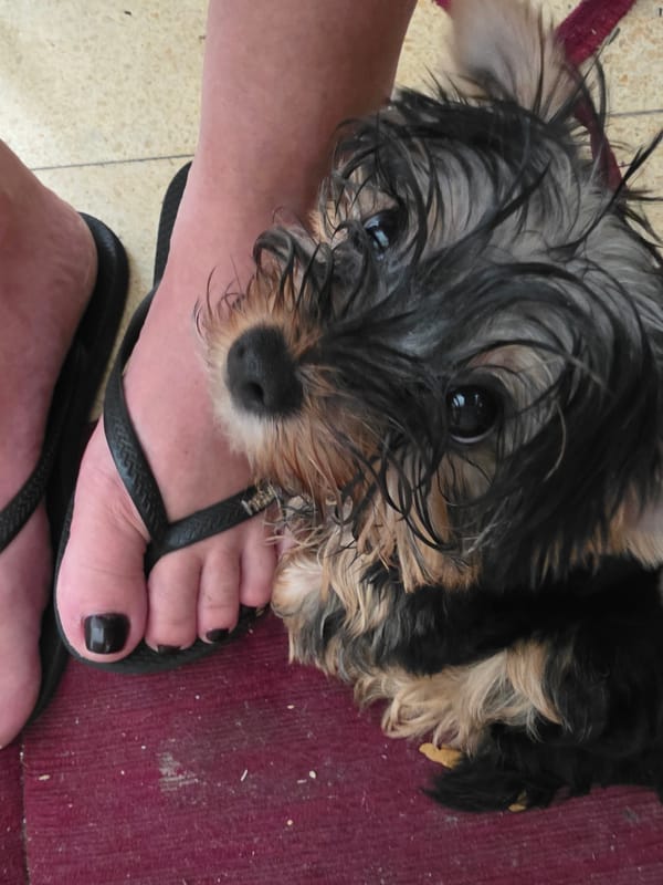 Wet, shaggy dog looks up at the camera in Petah Tikva
