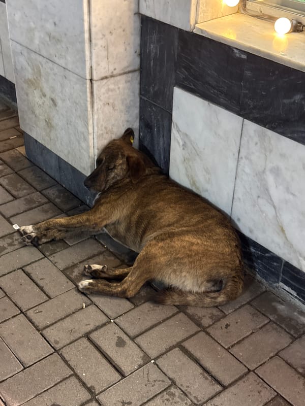 Summer evening on the streets of Vladikavkaz, dogs, murals, and lights