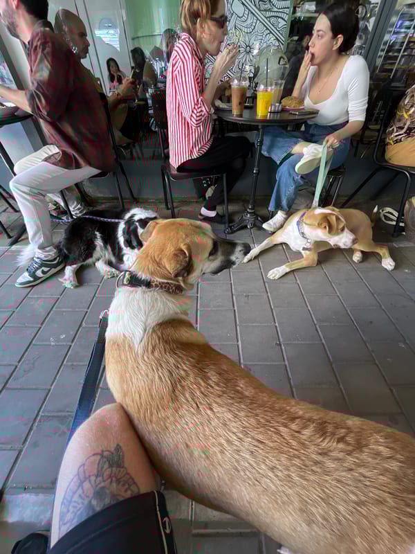 Diners enjoy outdoor meal at Tel Aviv cafe
