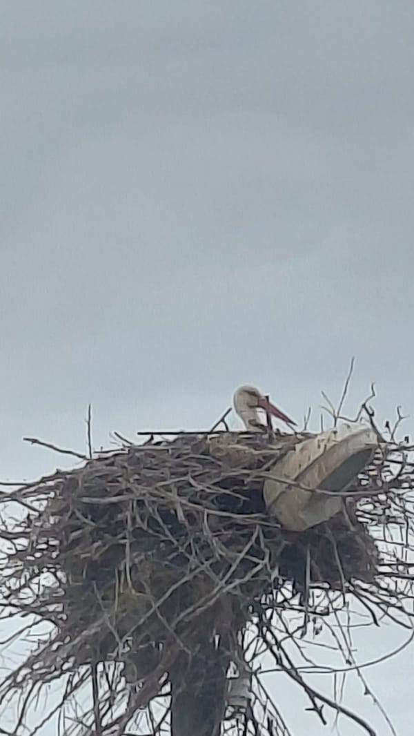 White stork observed in nest during overcast afternoon