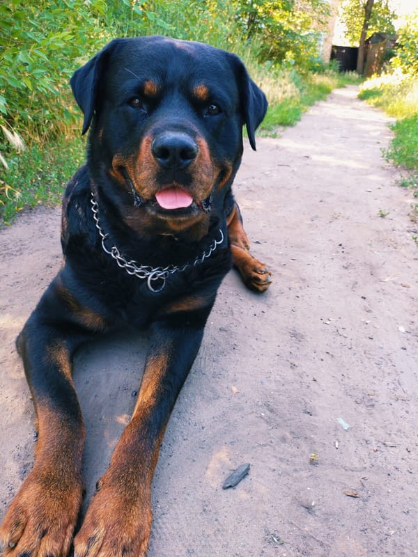 Dogs on summer trails amid wildflowers in Horishni Plavni