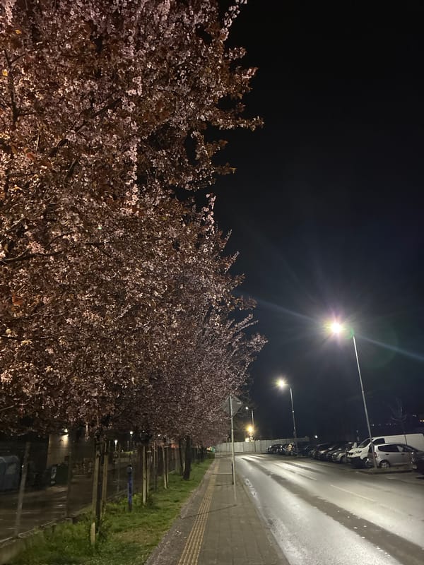 Spring blossoms illuminate nighttime street scene in Plovdiv