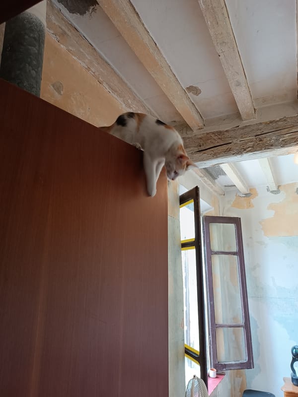 Calico cat spends afternoon lounging indoors in Viadana, Italy