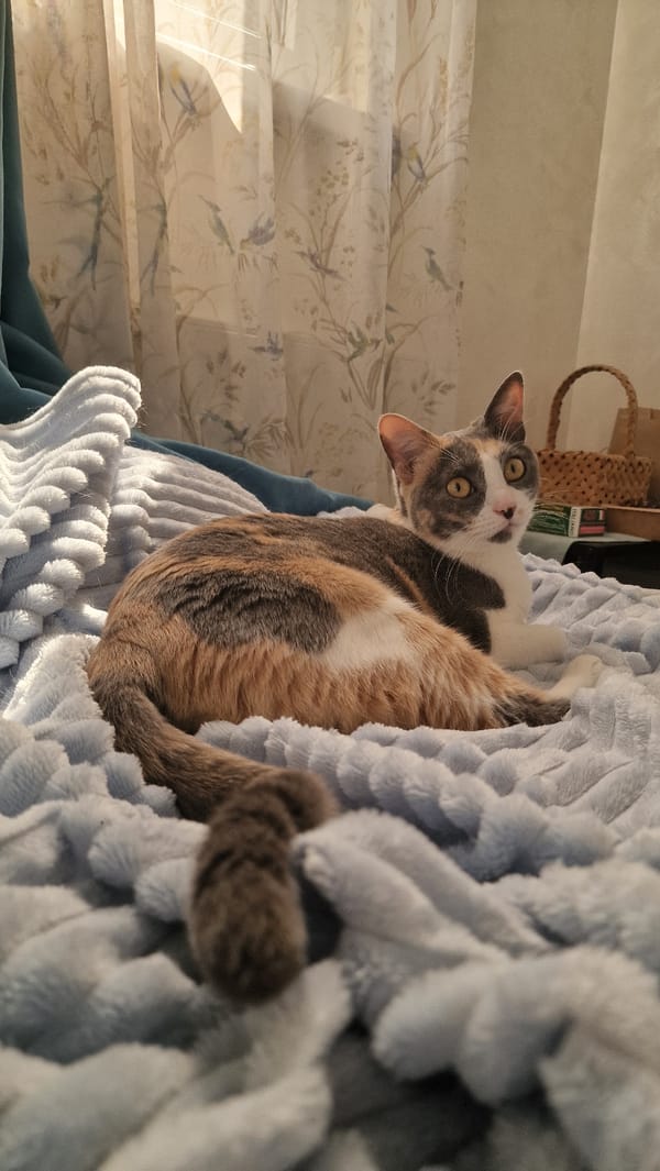 Calico cat relaxing on a bed in Sochi