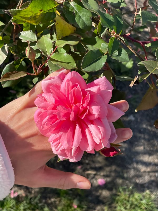 Spring garden blooms documented in Gagra, Abkhazia