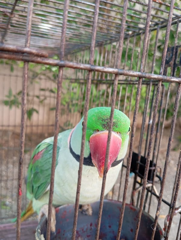 Morning snapshots capture backyard life: caged birds, flowers, bottle planters