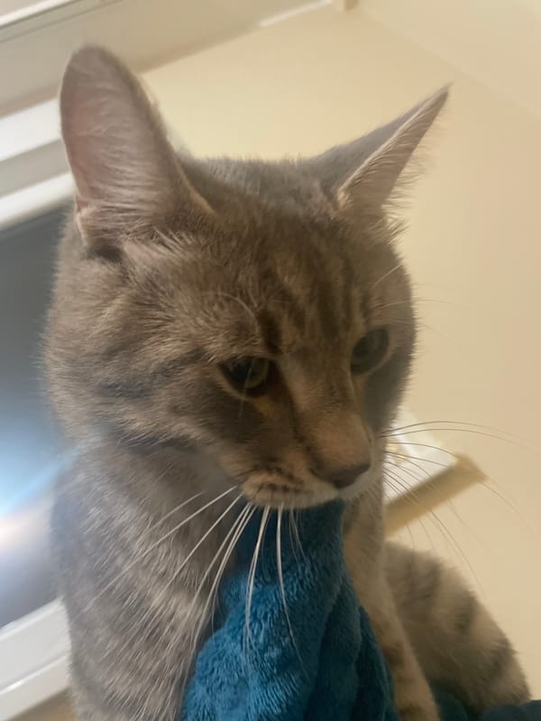 Evening moments: nail care and pet relaxation in Novi Sad