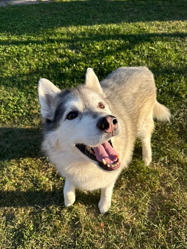 Husky enjoys a sunny backyard afternoon, ice cream included