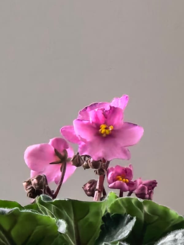 Morning houseplant and home decor observations captured indoors