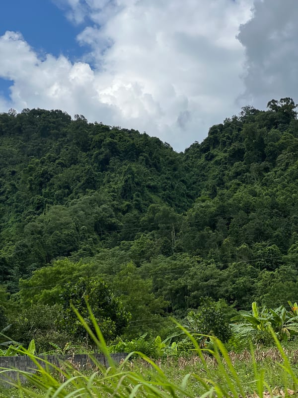 Lush Vietnamese hillside with stone wall and banana plants