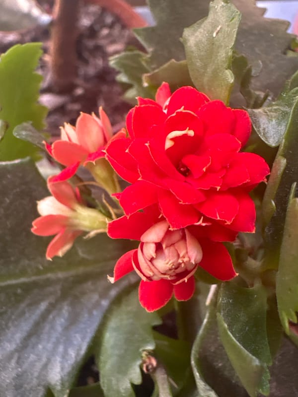 Afternoon documentation of flowers, urban scenes, and personal moments