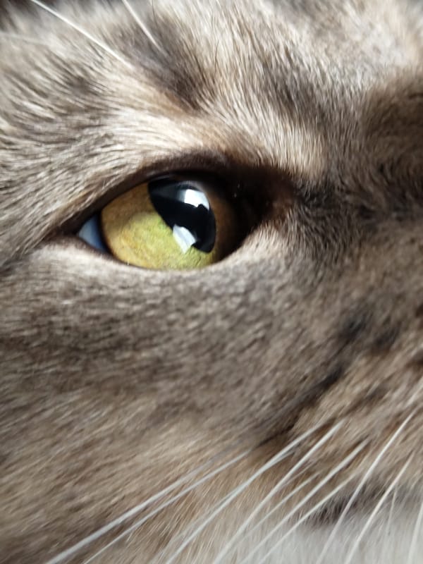 Close-up cat eye photograph captured by witness