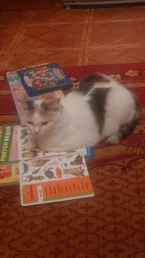 Cat rests on children's books in Novosibirsk home