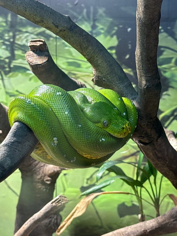 Snake and caged tiger spotted in Yuexiu District