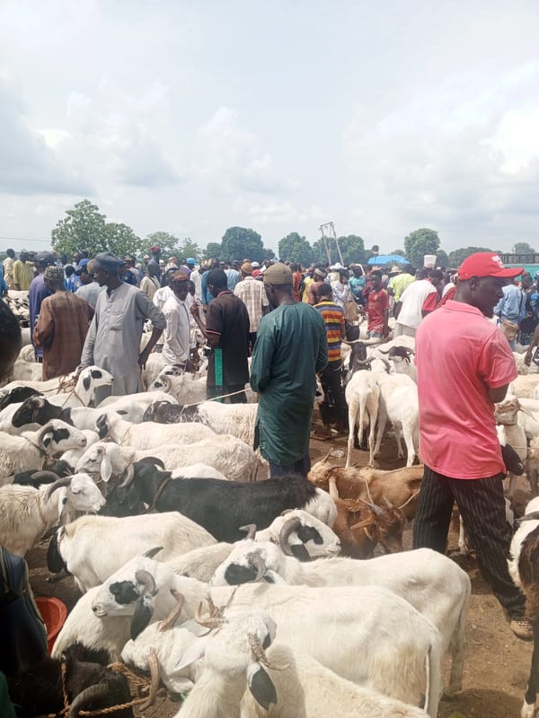 Livestock trading documented at outdoor marketplace May 20
