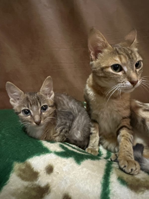 Kittens and everyday life around Jos, Nigeria