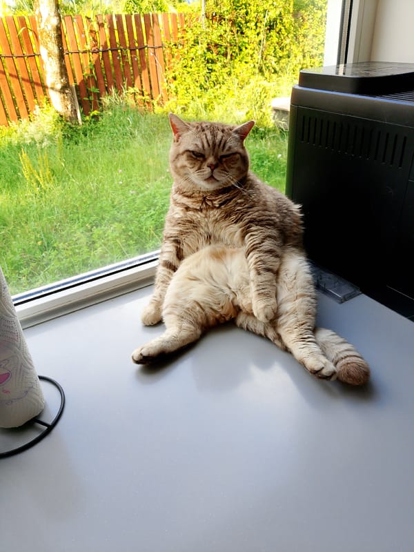 Grey tabby lounges on countertop with maximum indifference
