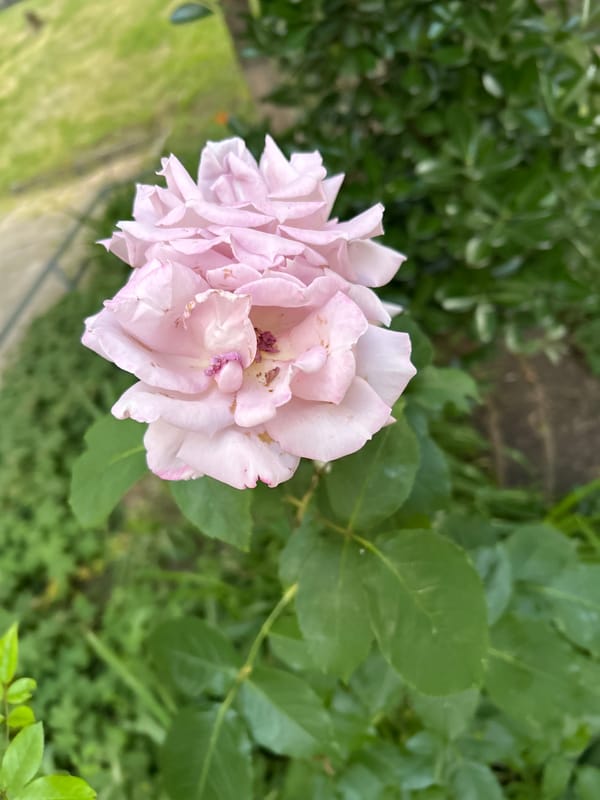 Flowers, a garden gnome, and Sofia streets on a June evening