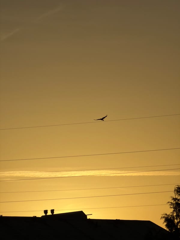 Bird flies past power lines during Luxembourg sunrise