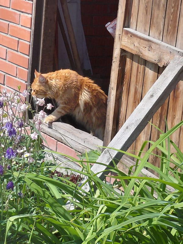 Quiet summer morning in a Novosibirsk dacha neighborhood