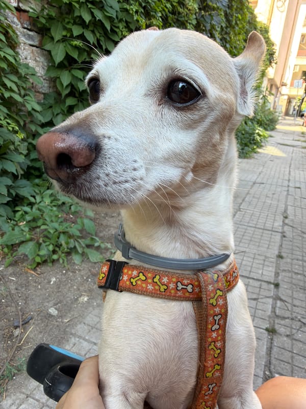 Close-up of a harnessed dog in Plovdiv, Bulgaria.