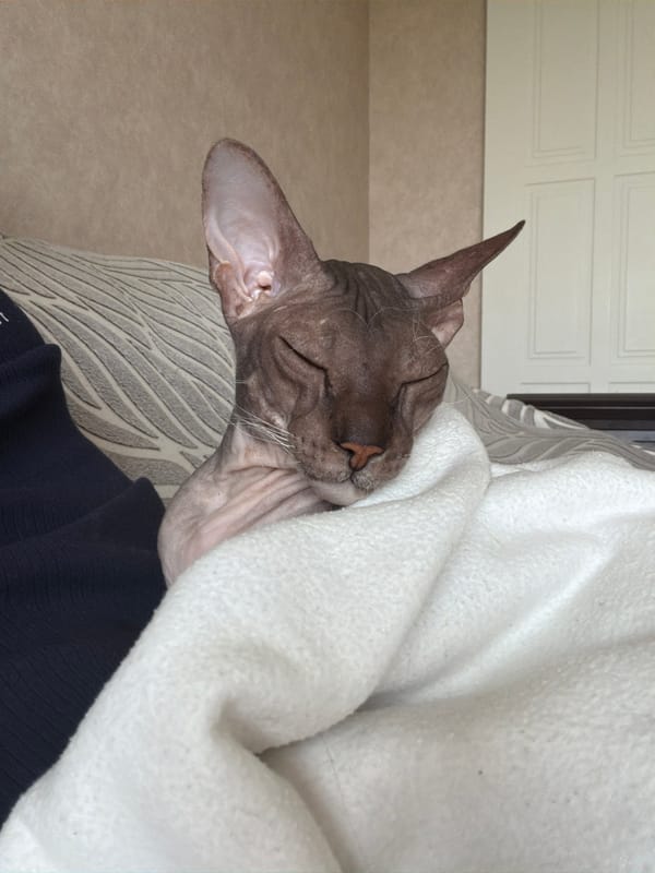 Izhevsk resident's morning routine with Sphynx cat documented