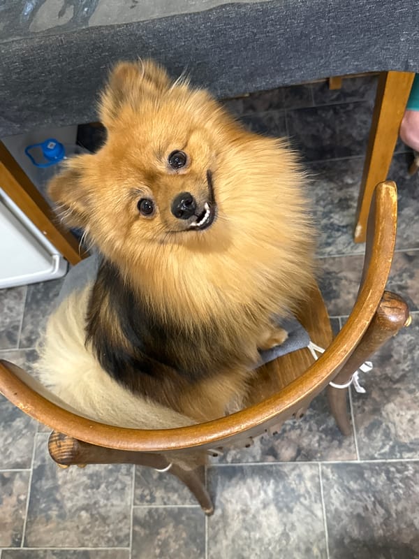 Pets captured in quiet domestic moments in Khimki home