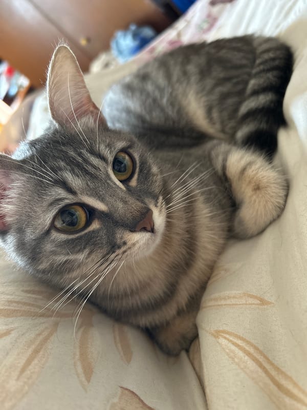 Tabby cat photographed in quiet moments in Gabrovo home