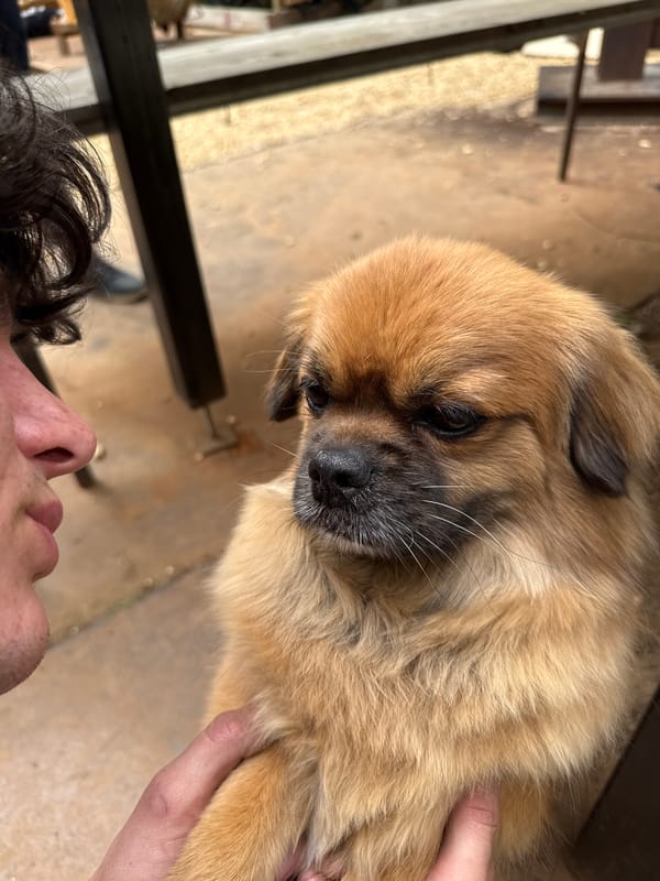 Tender puppy moment, scattered items captured in French village