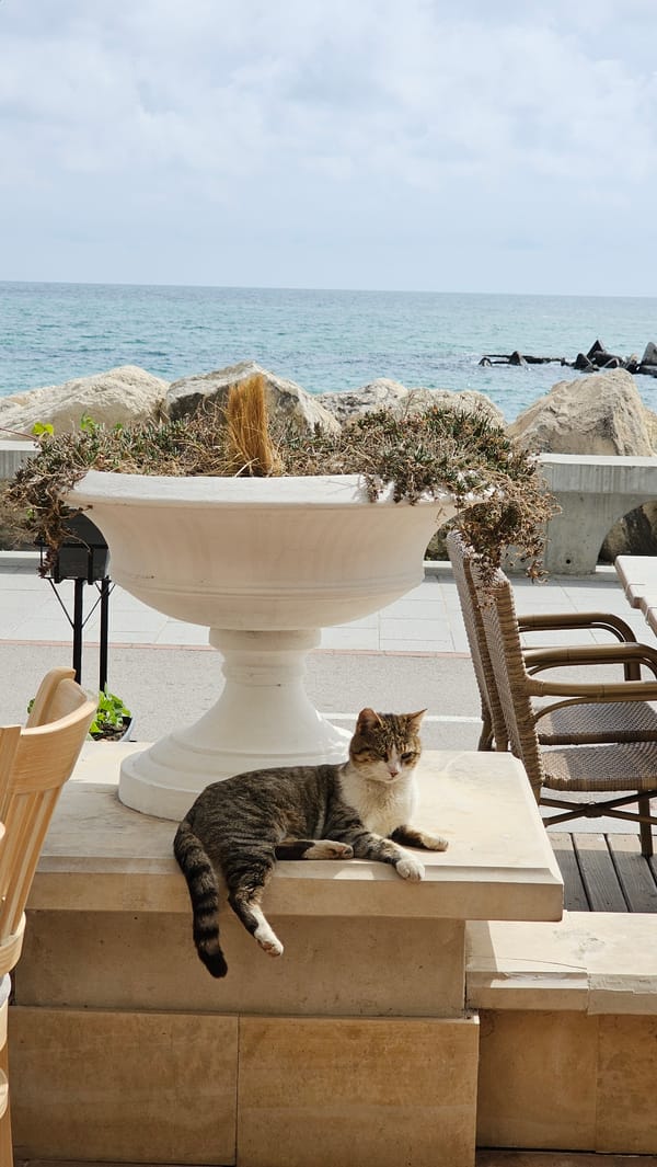 Tabby cat rests on stone ledge in Balchik