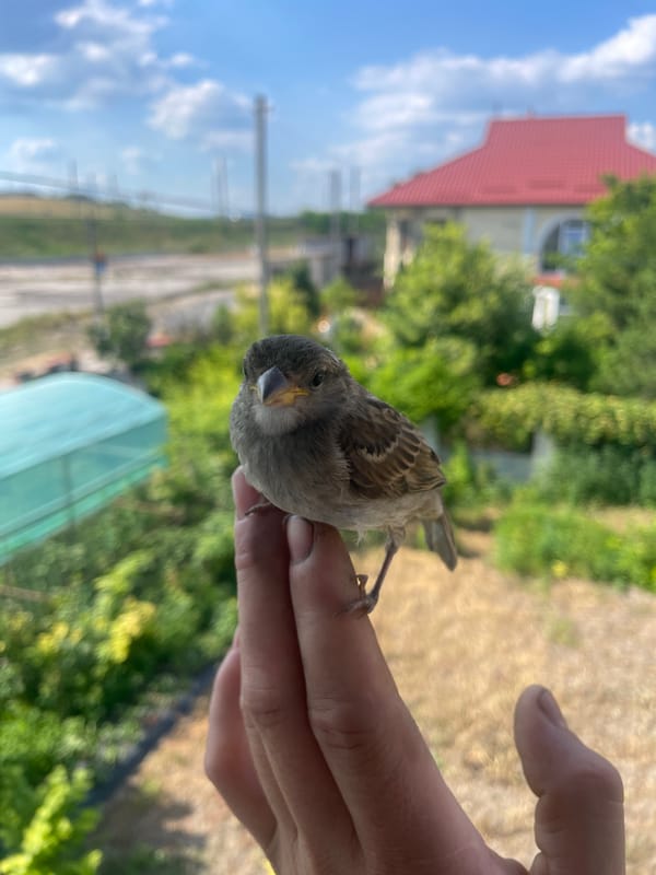 A sparrow up close, hand-perched, with strawberries nearby.