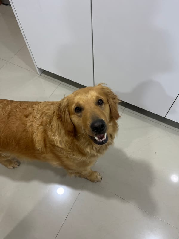 Golden dog photographed indoors in Barrio de Nuevo León