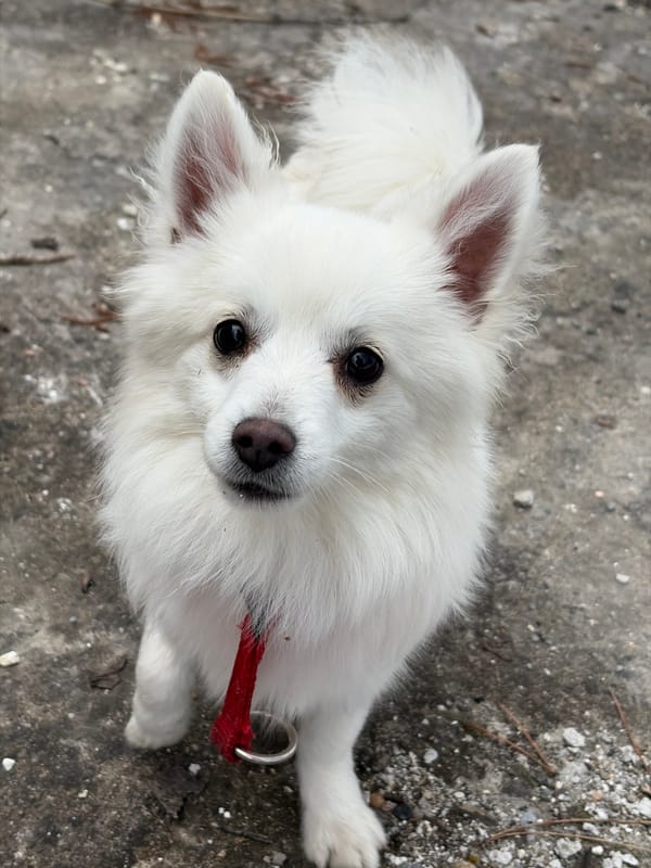 Small white dog spotted resting in Shumen, Bulgaria