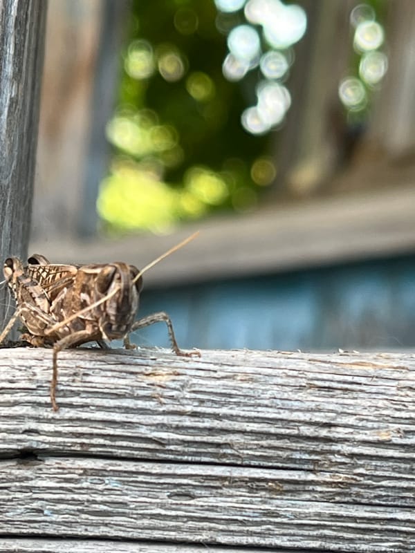 Lazy summer morning with a cat, a grasshopper, and a bed
