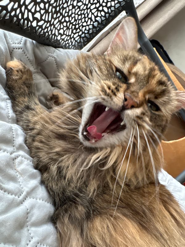 Tabby cat caught yawning indoors in Bar, Montenegro