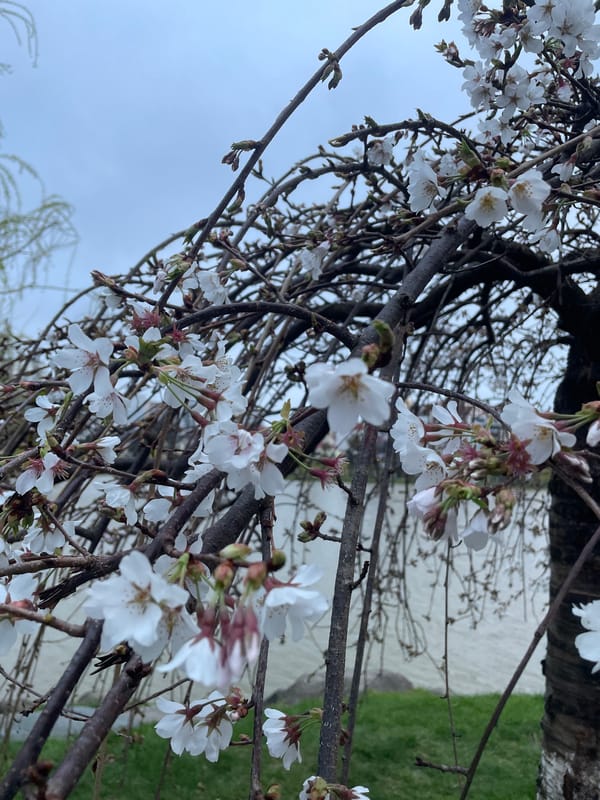 Spring scenes documented across Batumi parks and streets